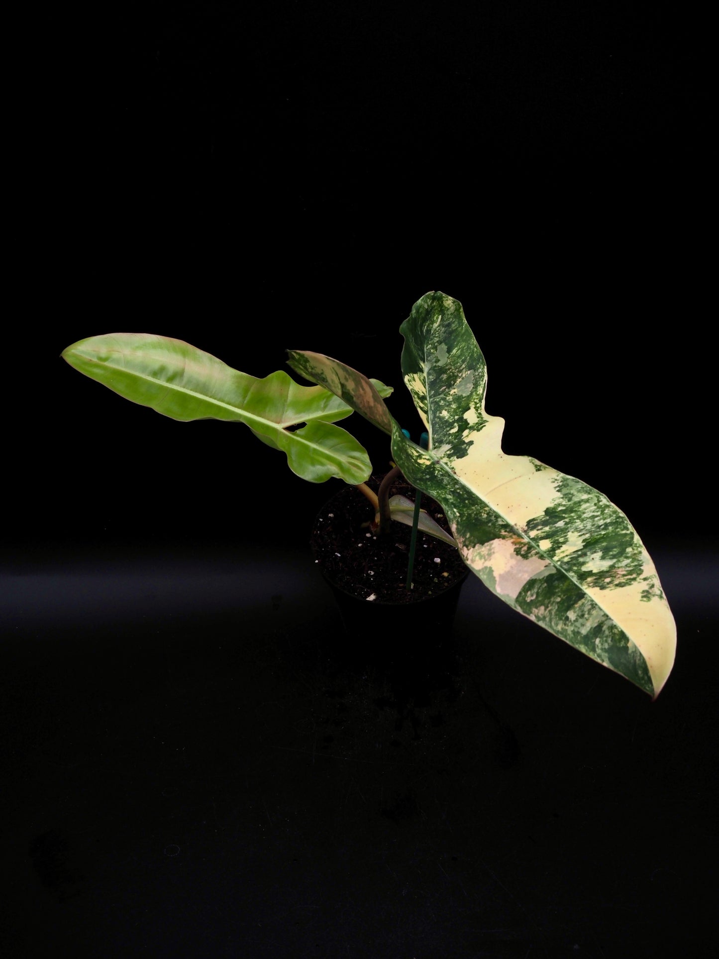 Philodendron Florida Beauty x Billitiea (Jennifer)