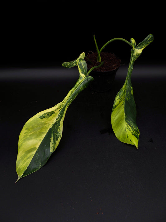 Philodendron Joepii Aurea