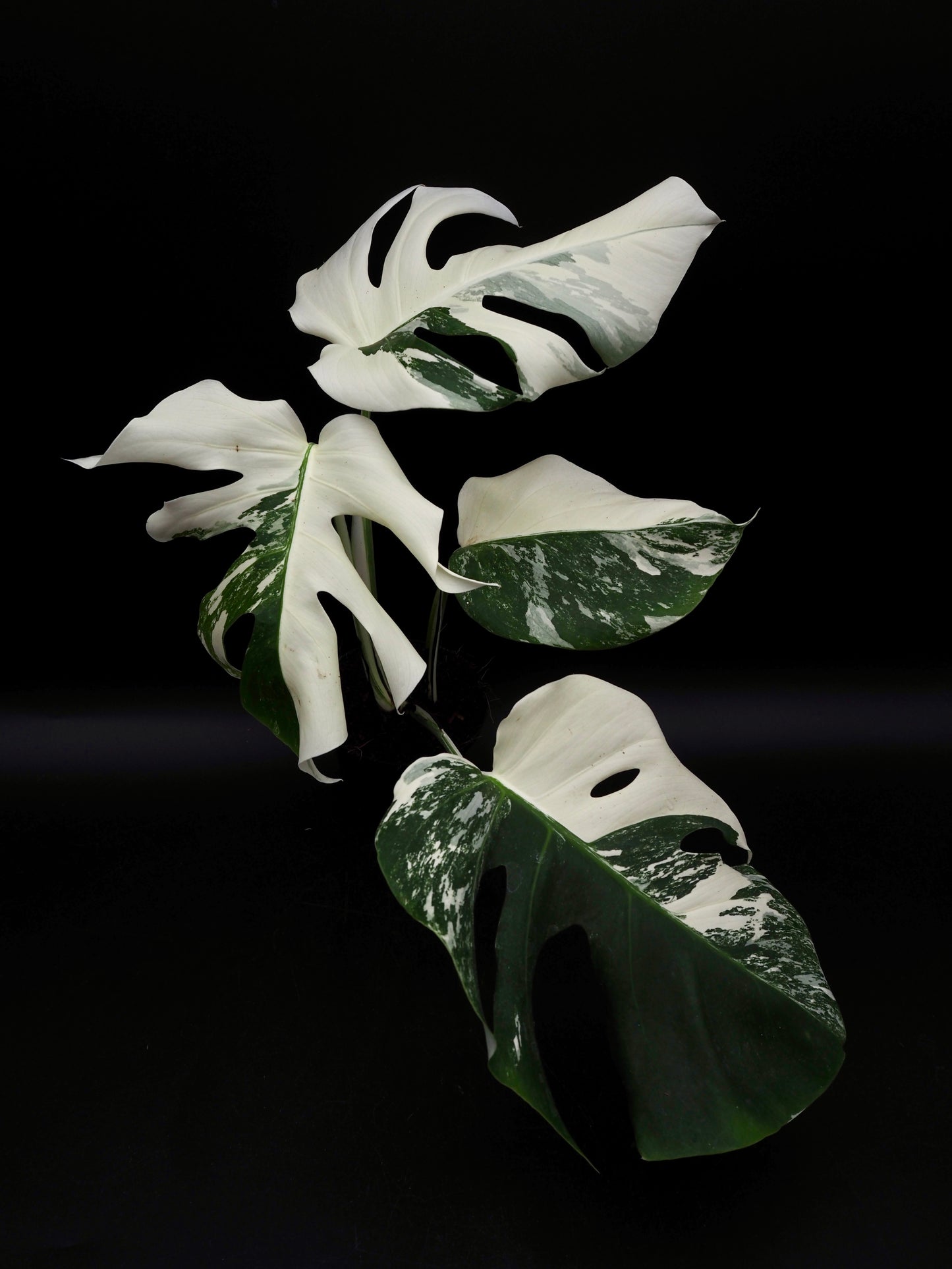Monstera Borsigiana Albo Variegata