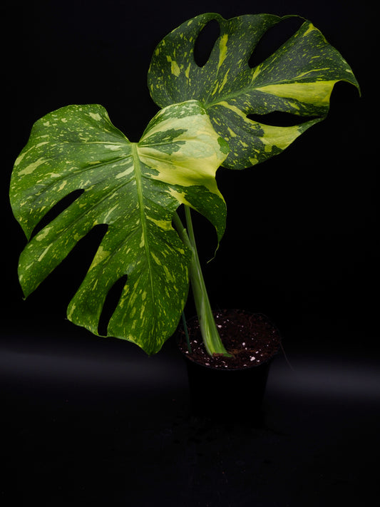 Monstera Deliciosa Electrolyte