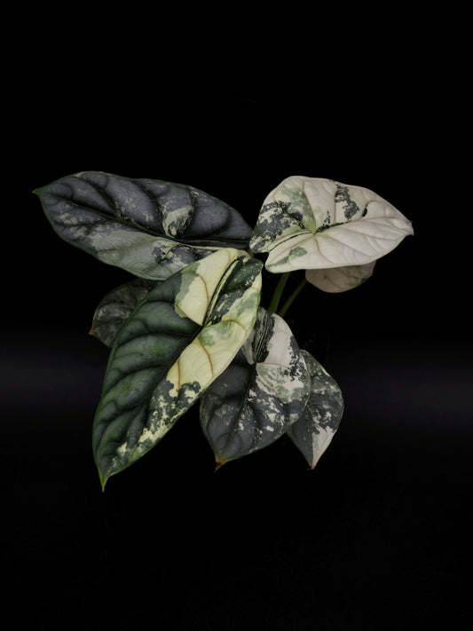 Alocasia Silver Dragon Albo