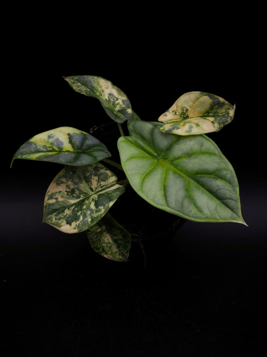 Alocasia Silver Dragon Aurea