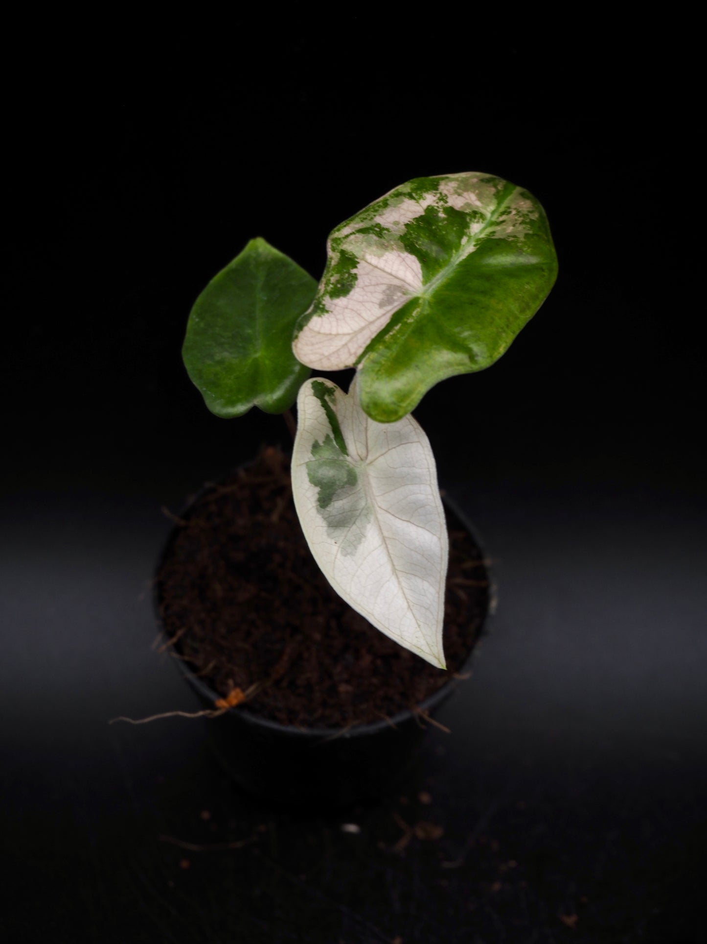 Alocasia Pseudo Sanderiana Pink