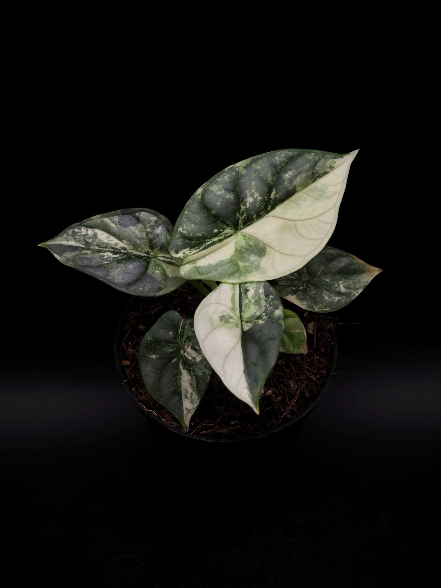 Alocasia Silver Dragon Albo