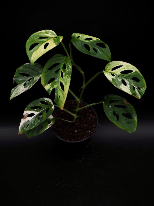 Monstera Laniata Albo Variegata