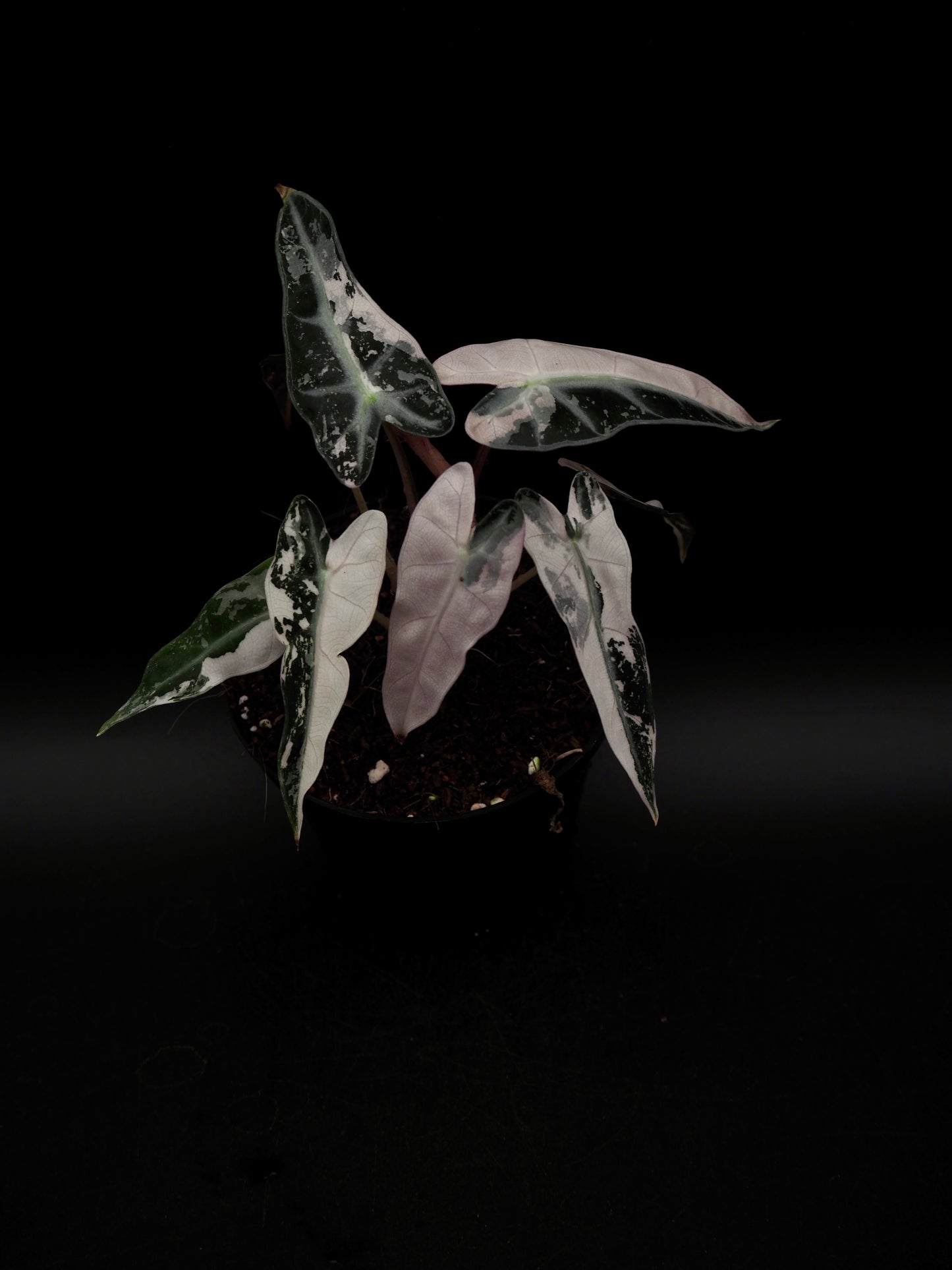 Alocasia Bambino Pink Variegata
