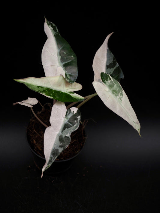 Alocasia Bambino Pink Variegata