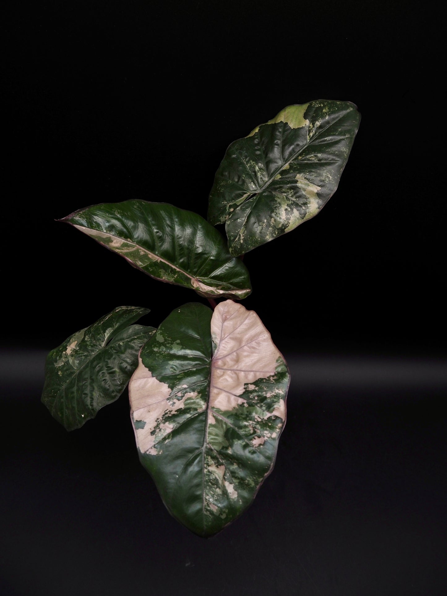 Alocasia Yucatan Princess Pink
