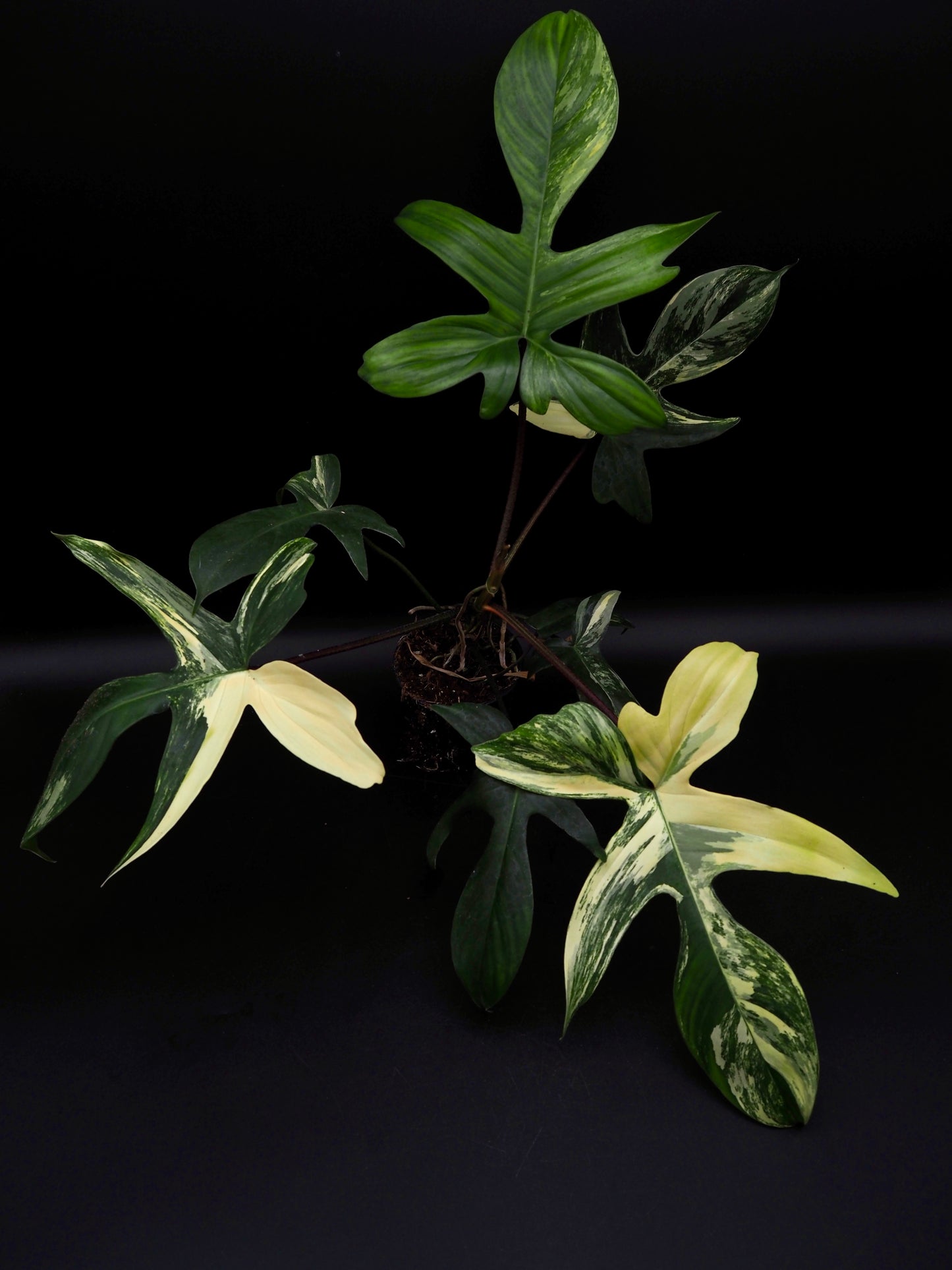Philodendron Florida Beauty