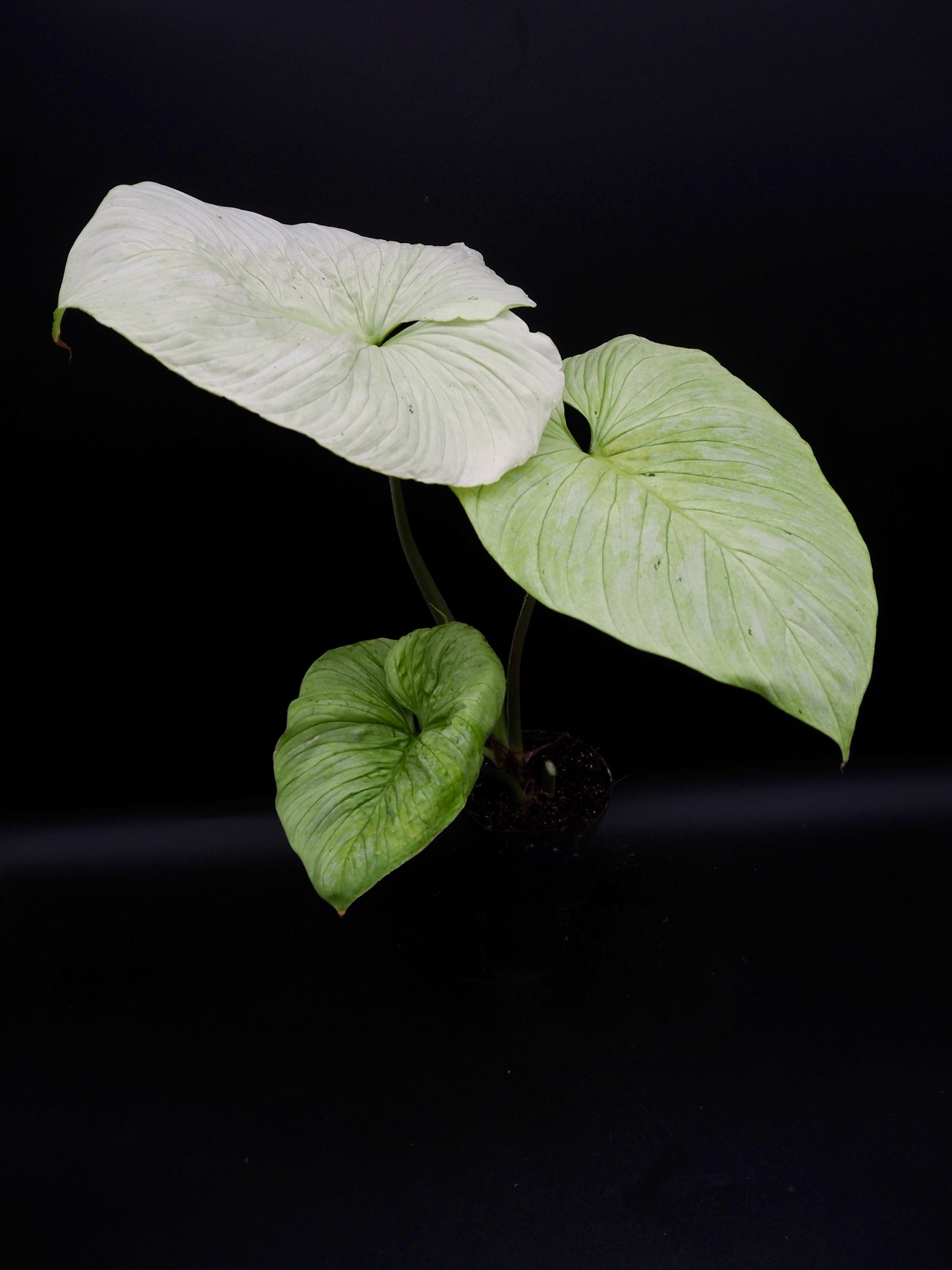 Philodendron Mamei Variegata