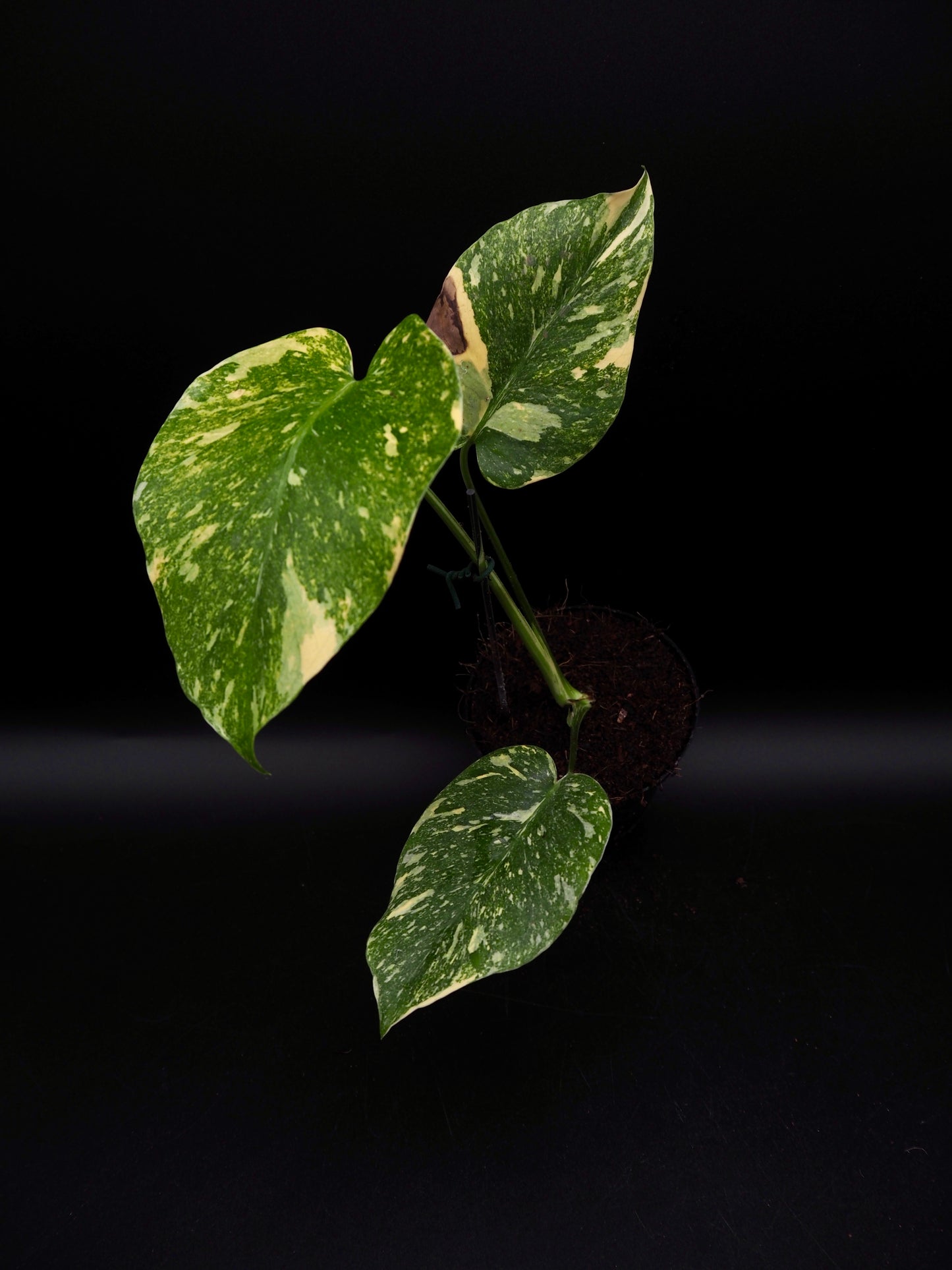 Monstera Thai Constellation Legacy