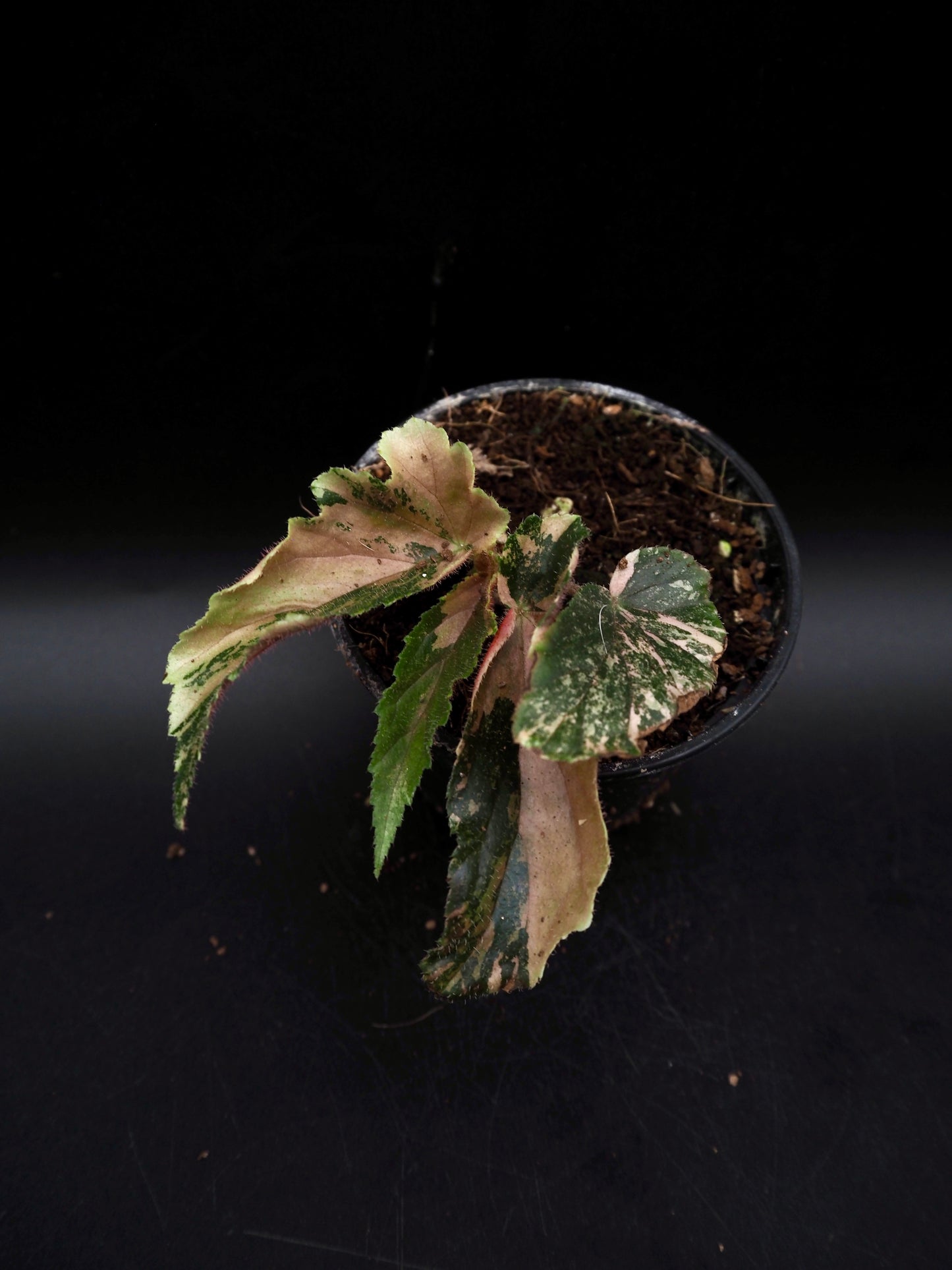 Begonia Ginny Galaxy