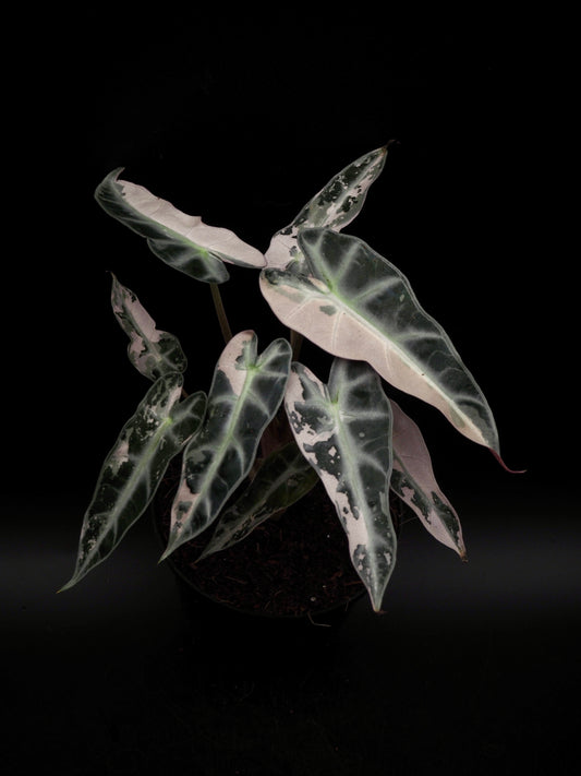Alocasia Bambino Pink Variegata