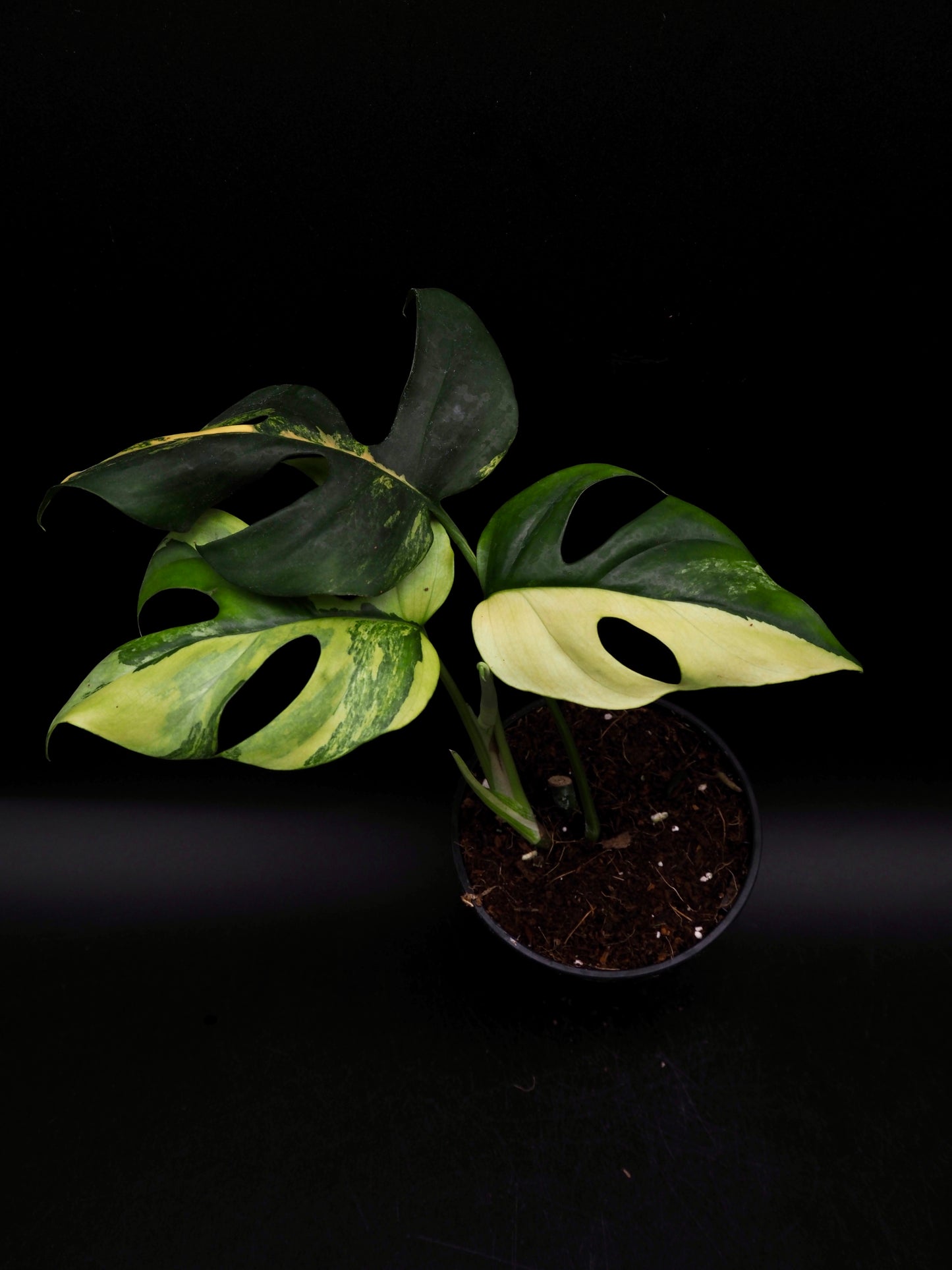 Rhaphidophora Tetrasperma Aurea Variegata