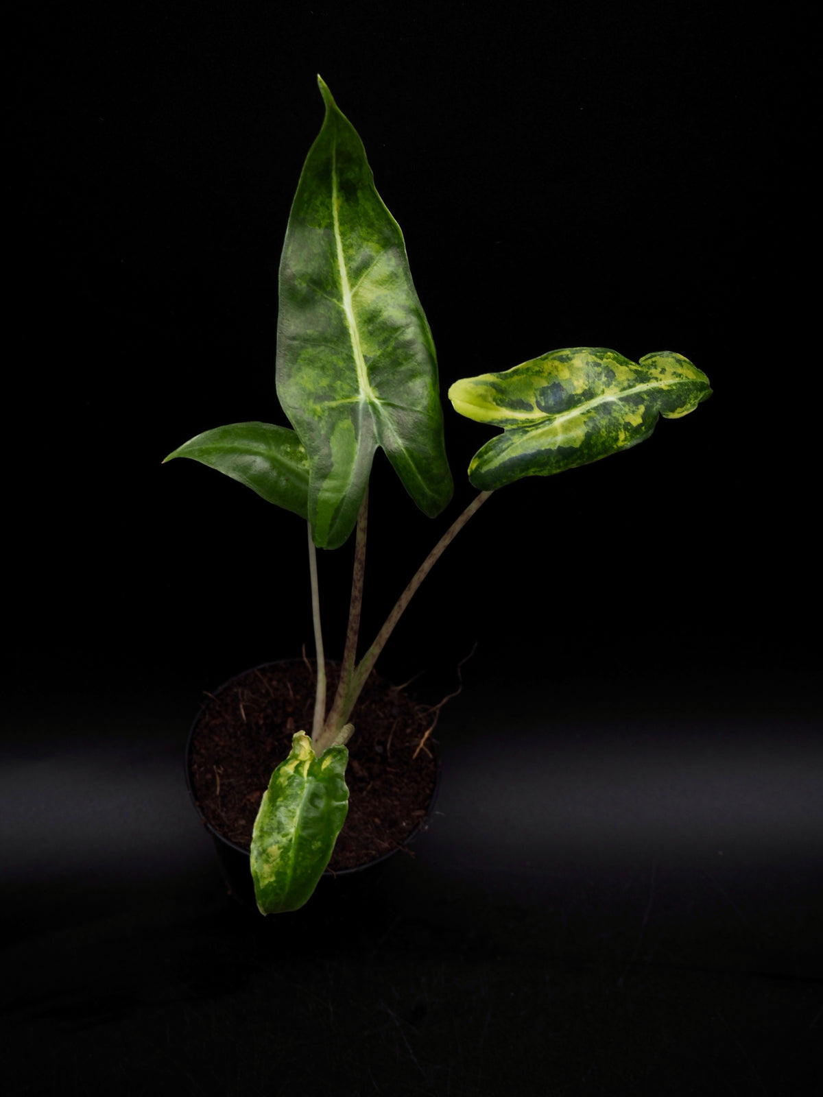 Alocasia Sarian Aurea