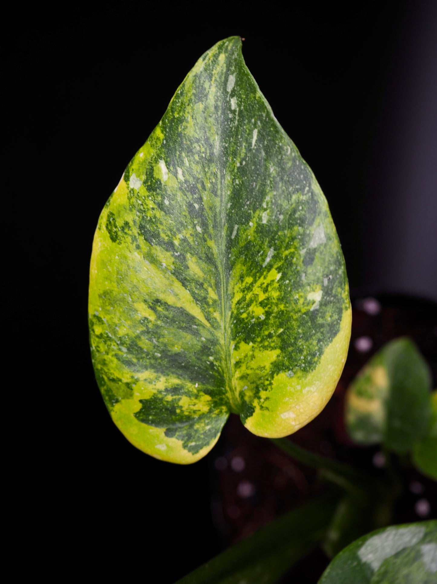 Monstera Thai Constellation Miracle Tricolor