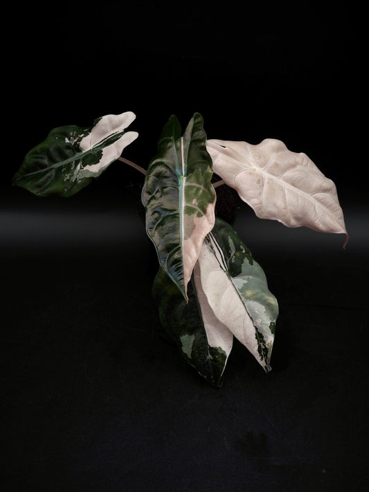 Alocasia Chantrieri Pink