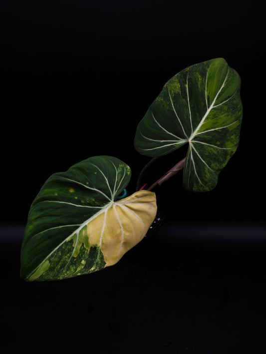 Philodendron Gloriosum Aurea