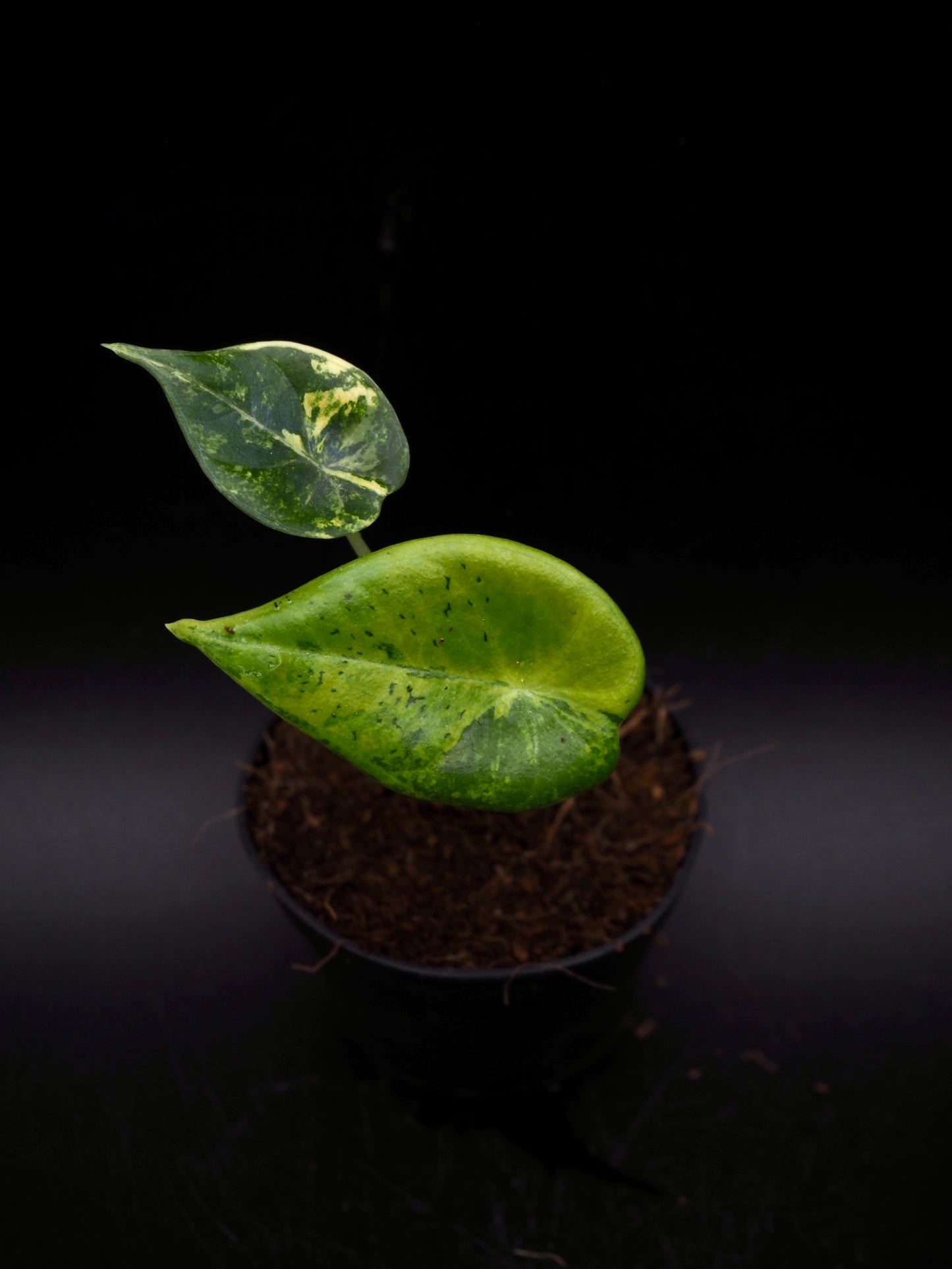 Alocasia Maharani Aurea