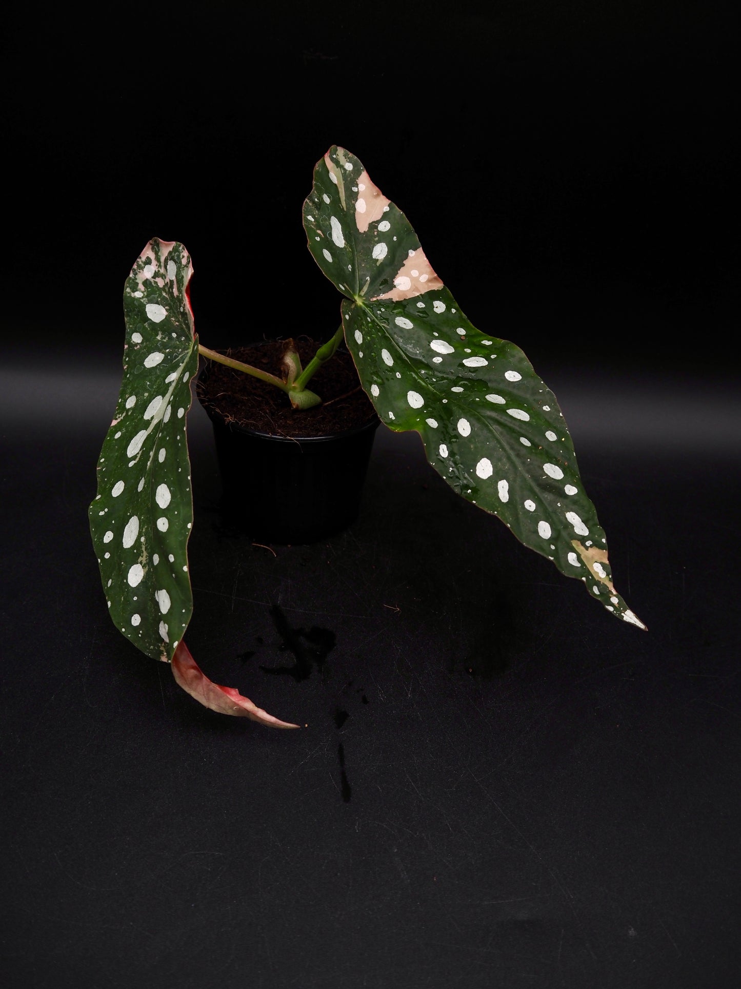 Begonia Maculata Pink Variegata