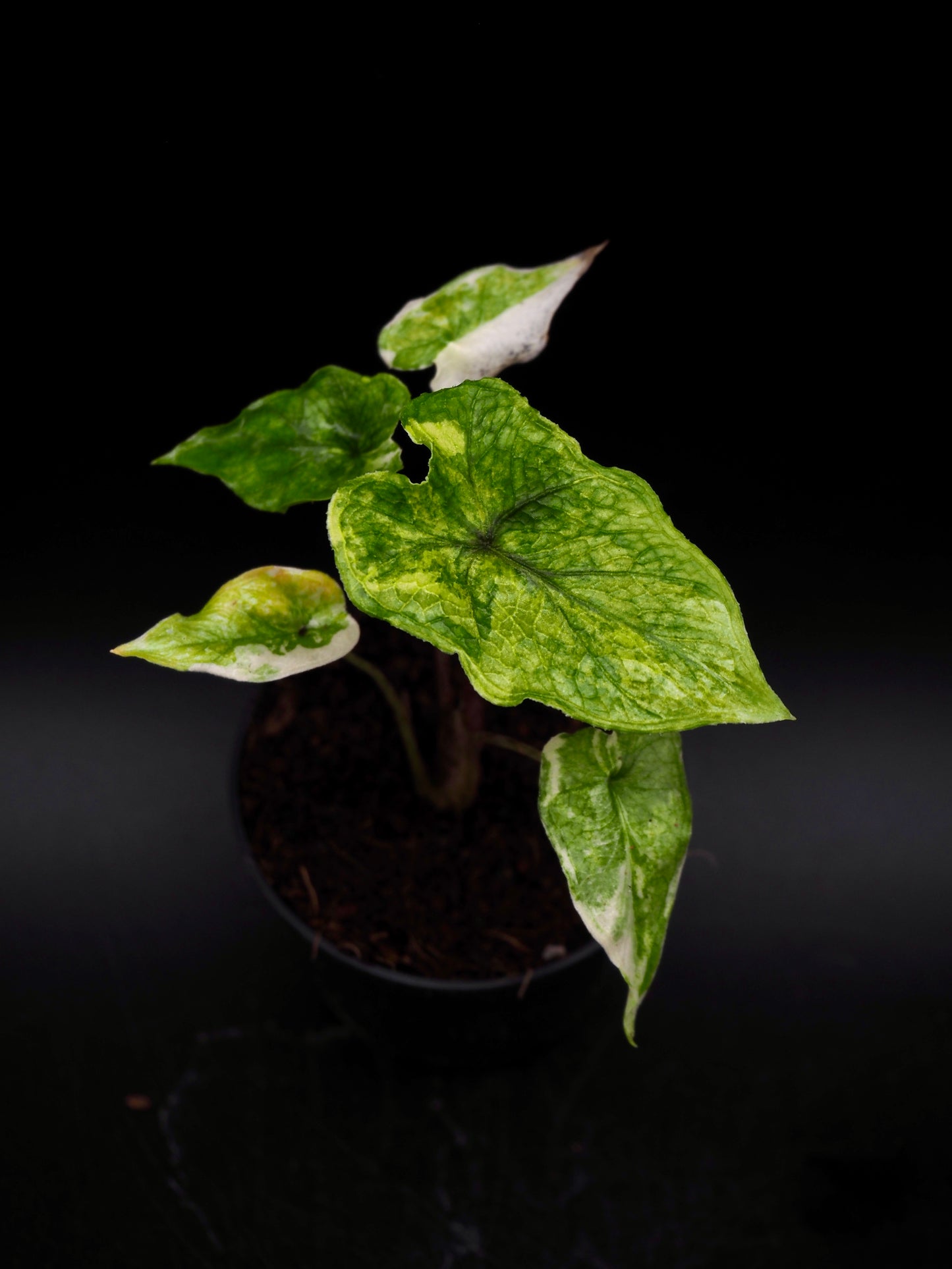 Alocasia Jacklyn Aurea Variegata