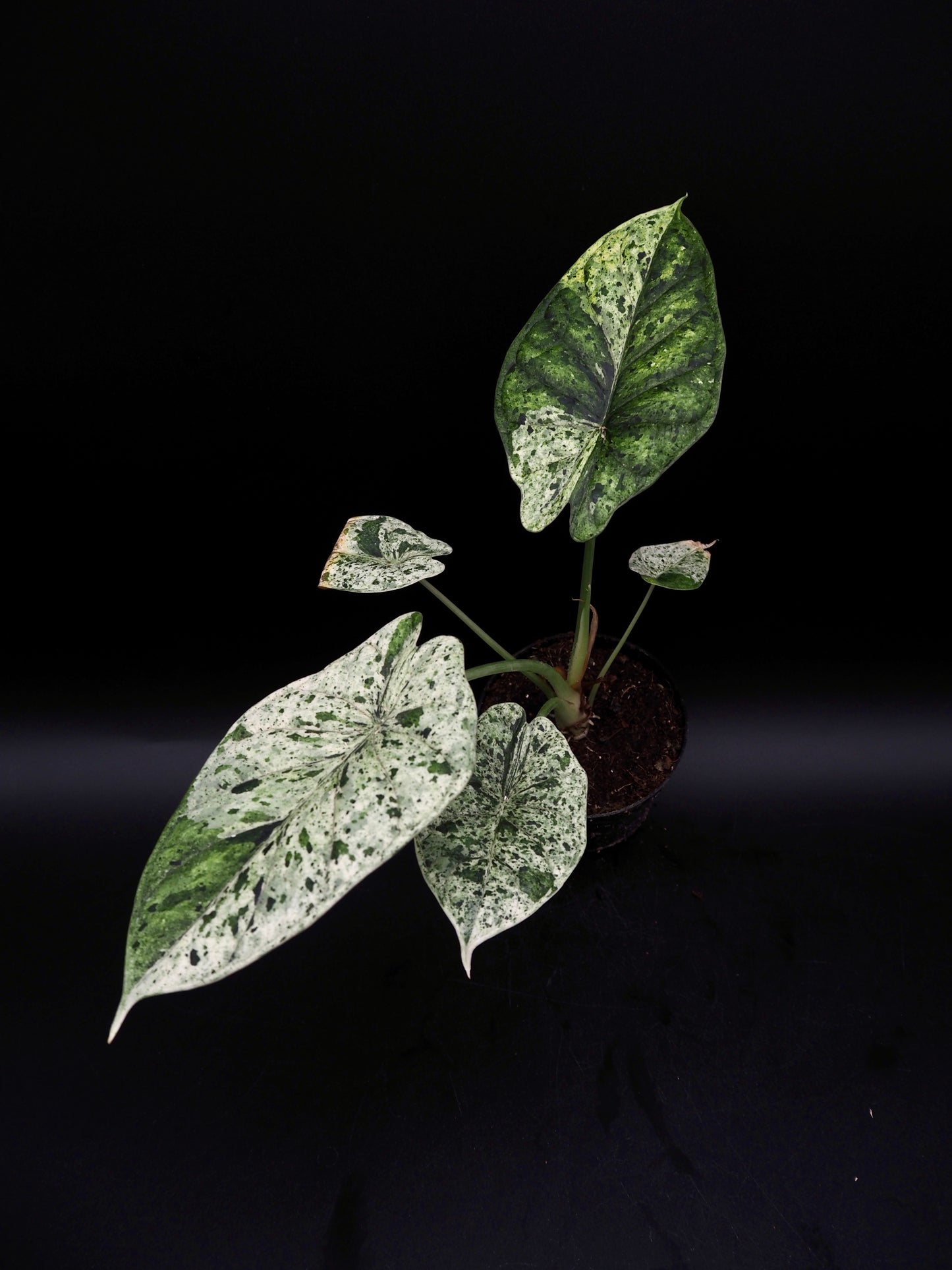Alocasia Dragon Scale Menthe Variegata