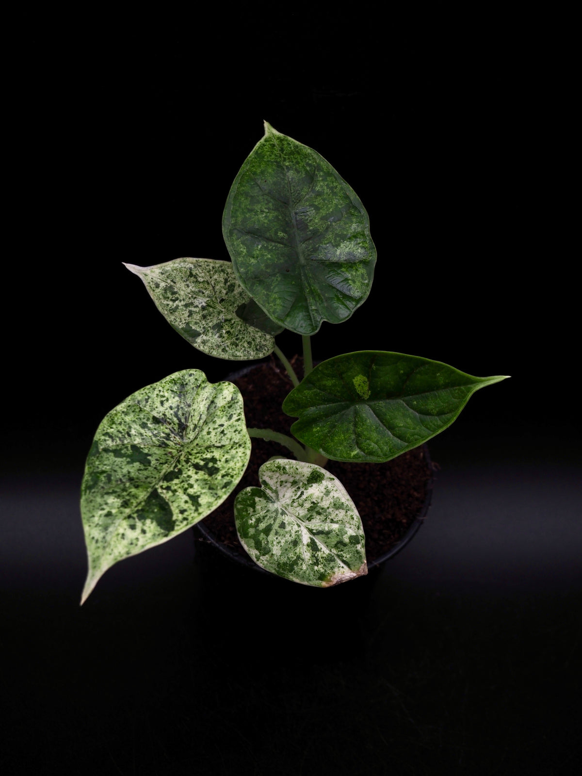 Alocasia Dragon Scale Mint Variegata