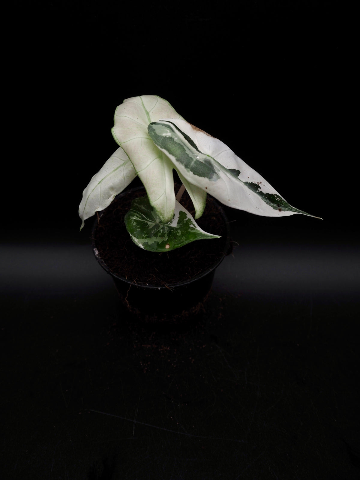Alocasia Pink Dragon Albo Variegata