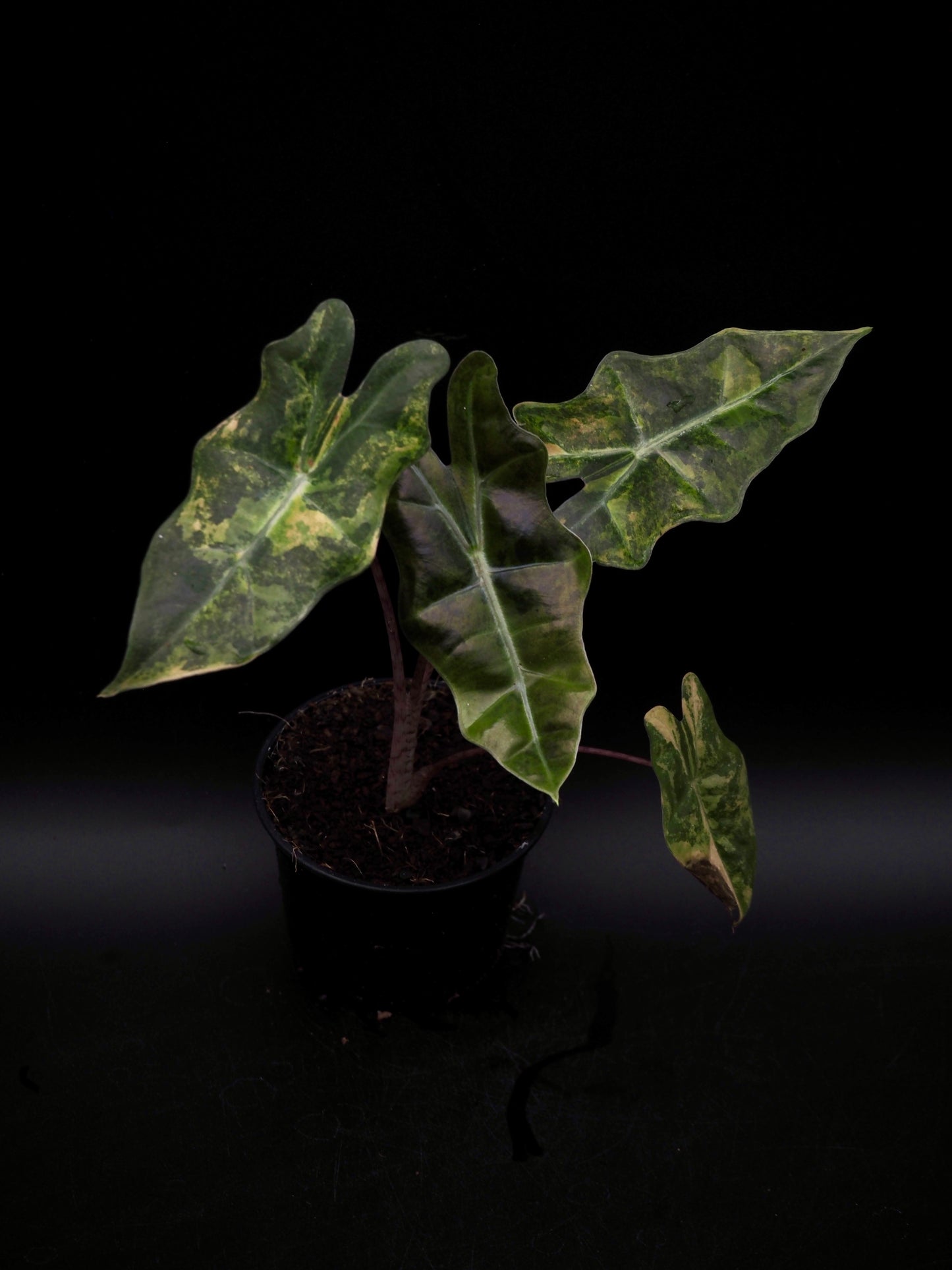 Alocasia Pseudo Sanderian Aurea Variegata