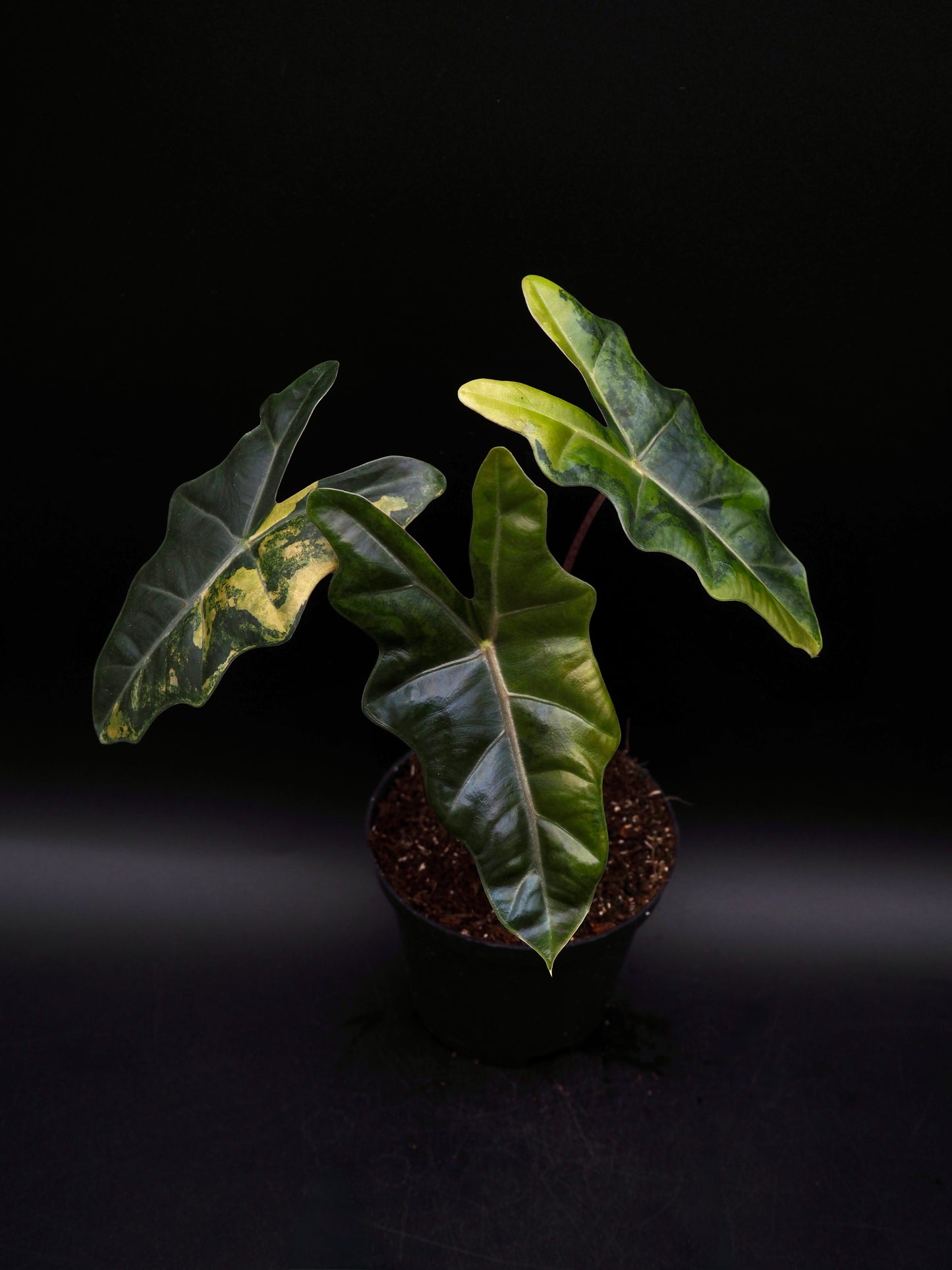 Alocasia pseudo sanderienne Aurea Variegata