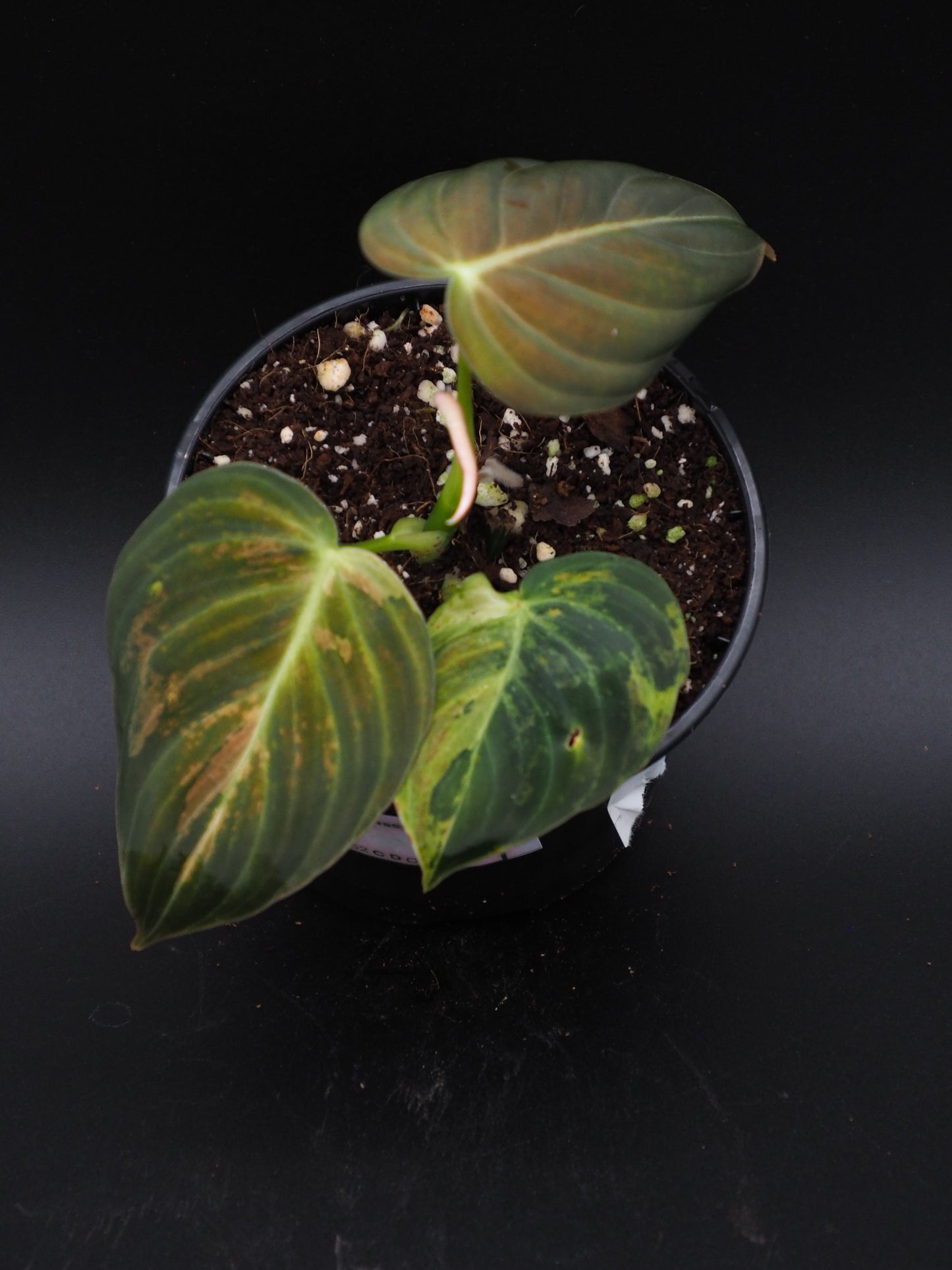 Philodendron Melanochrysum Variegata