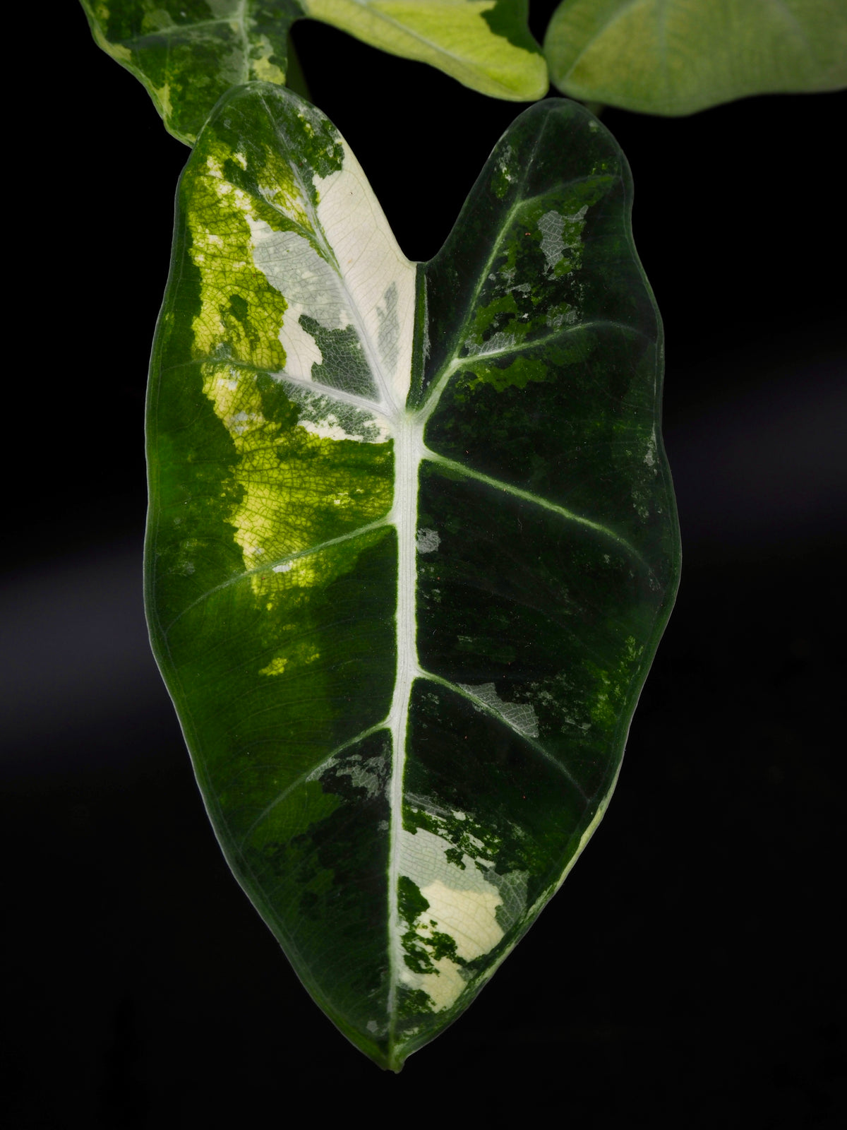 Alocasia Frydek Tricolor