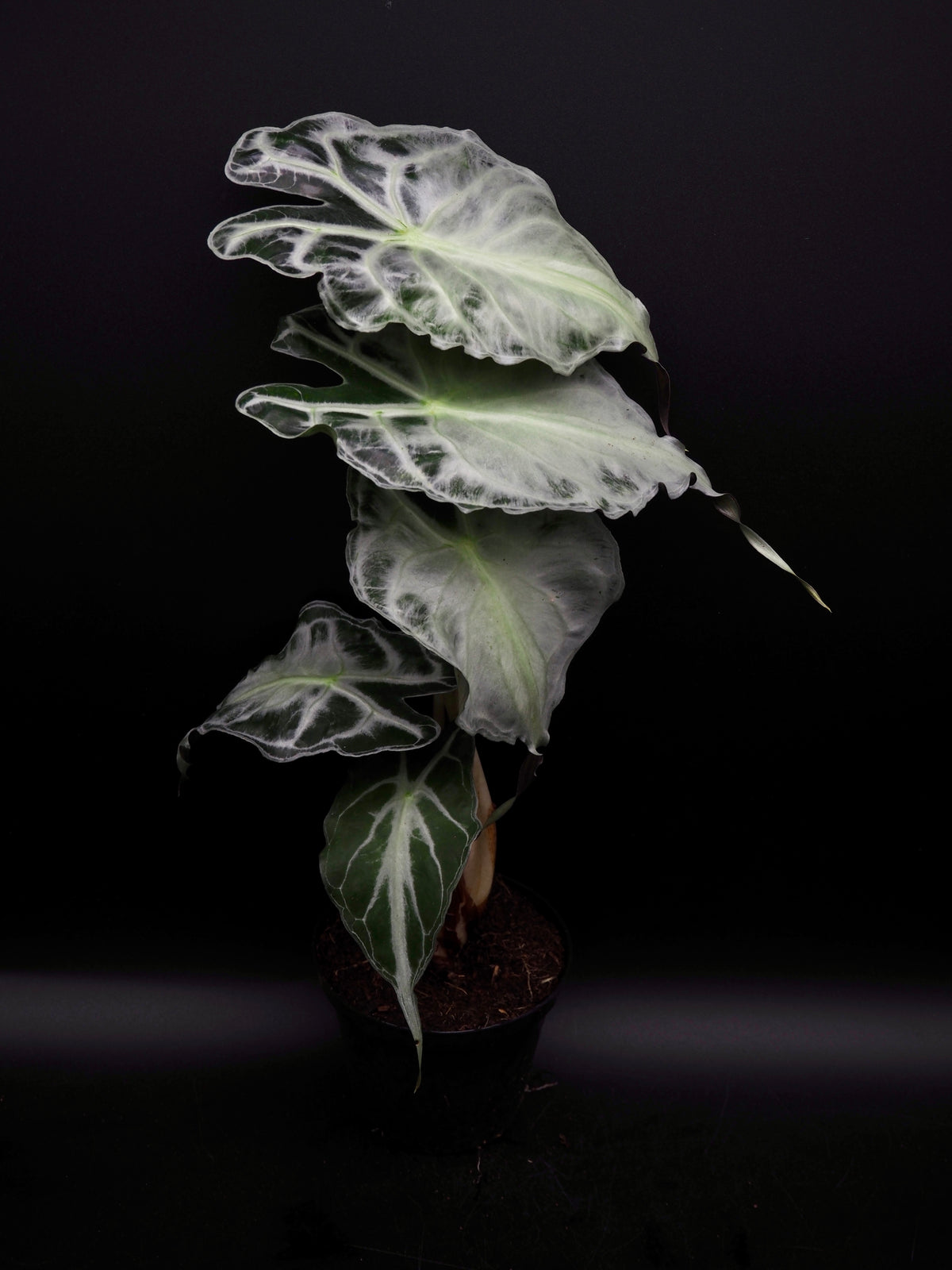 Alocasia Venom XL