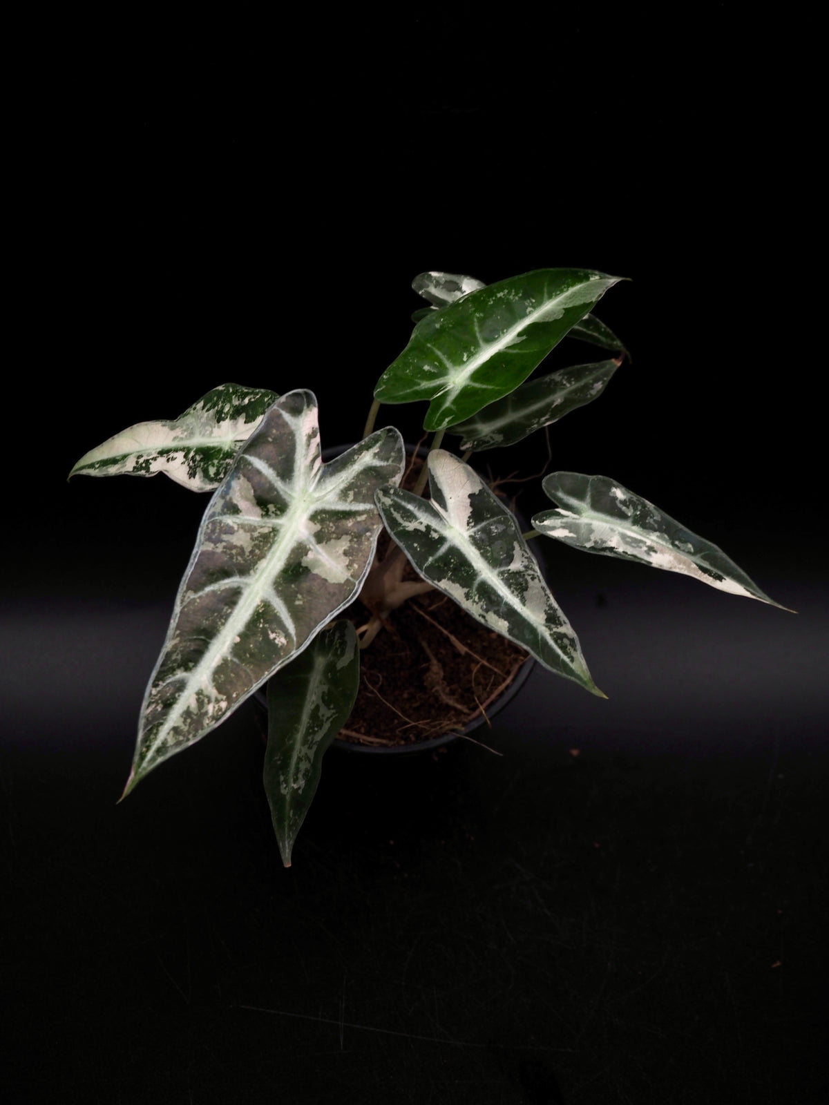 Alocasia Bambino Rose Variegata