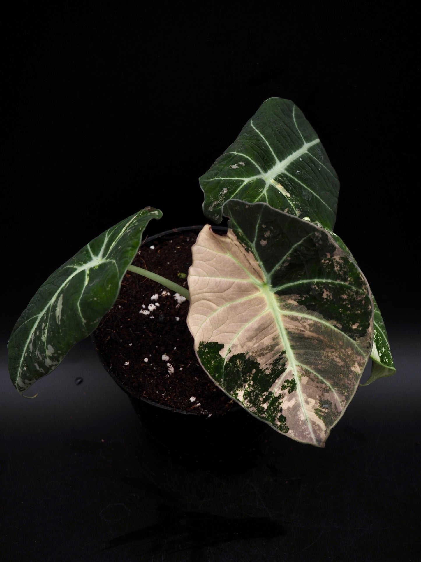 Alocasia Black Velvet Pink
