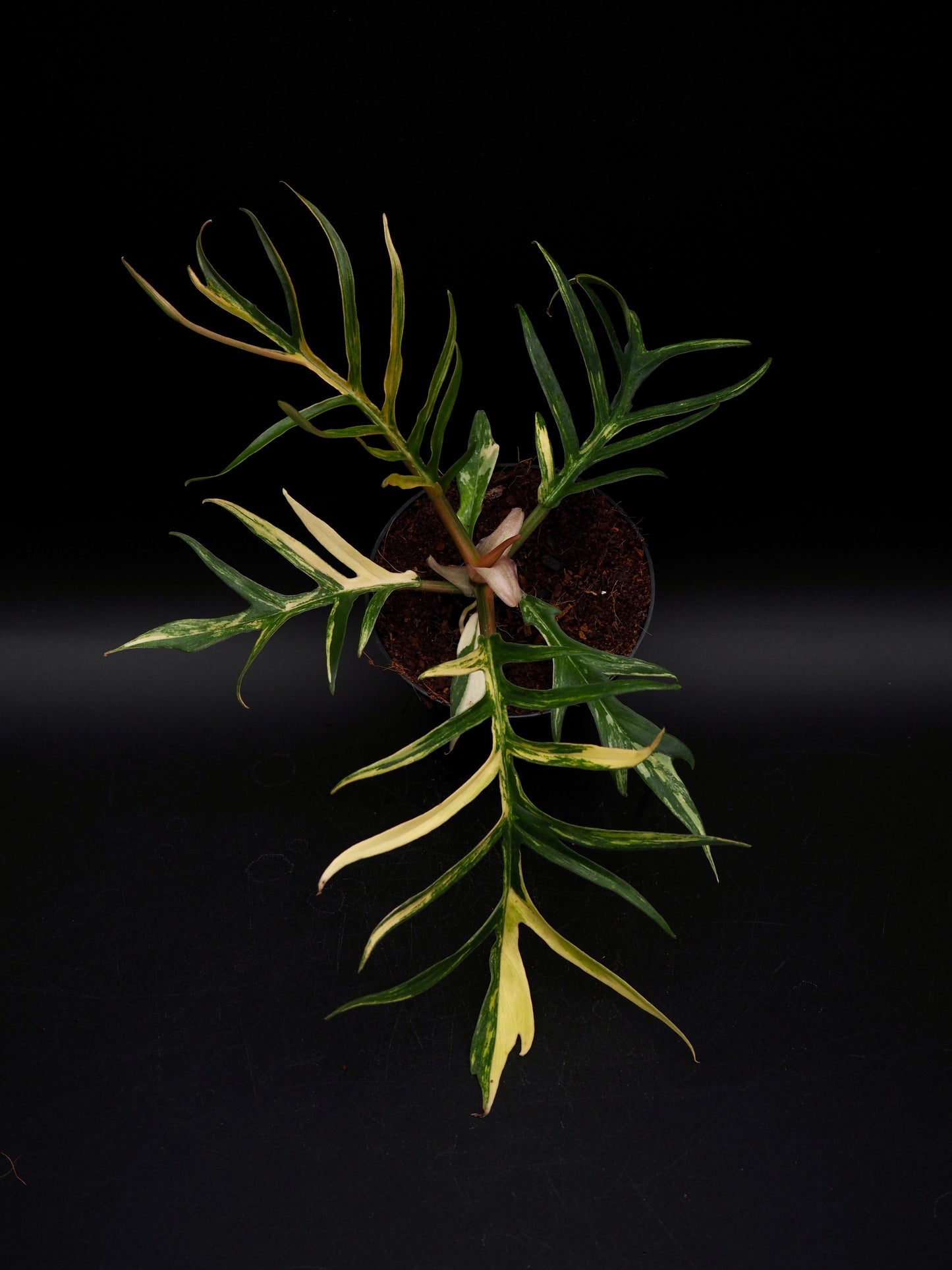 Philodendron Tortum Aurea