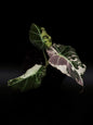 Alocasia Noir Velours Rose