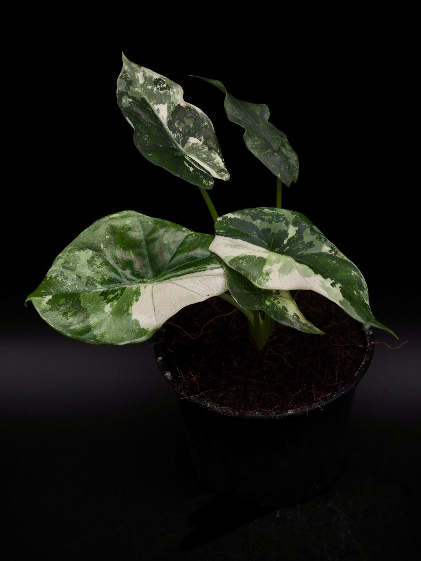 Alocasia Simpo Albo