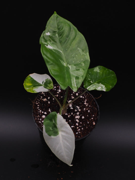 Alocasia Fornicata Albo