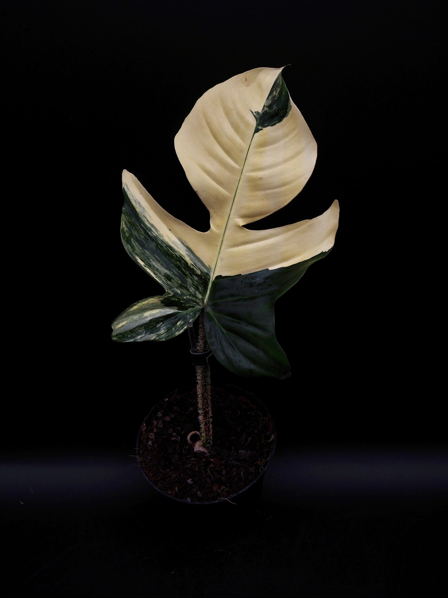 Philodendron Squamiferum Aurea Variegata