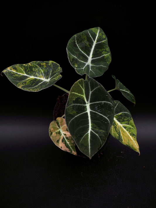 Alocasia Black Velvet Gold