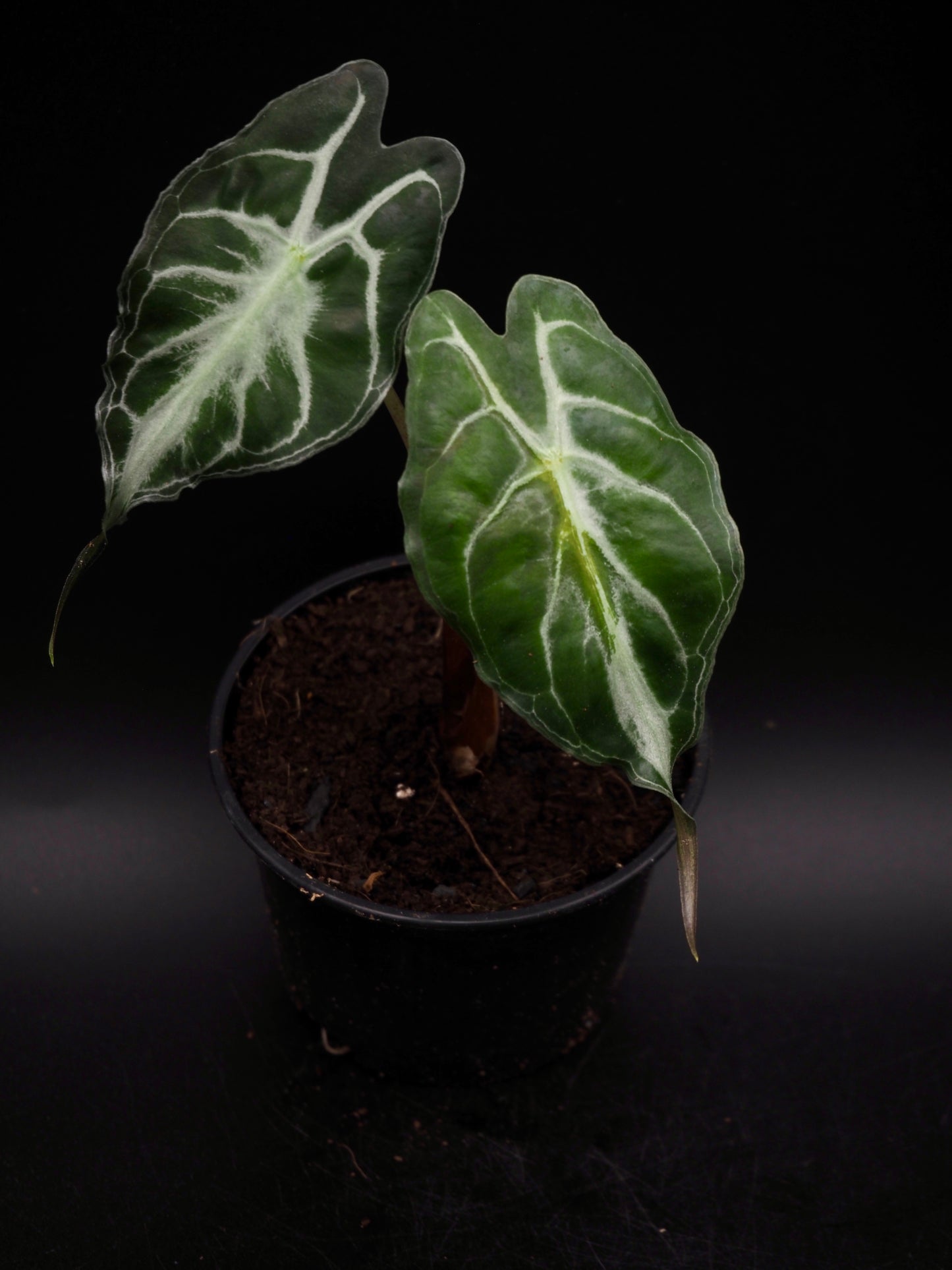 Alocasia Venom S