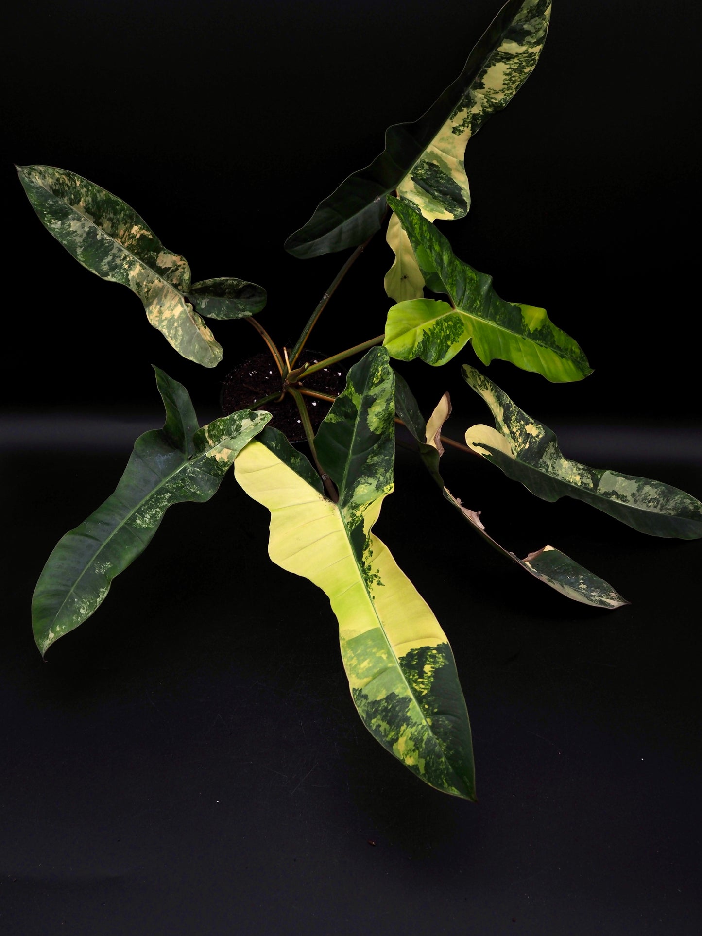 Philodendron Florida Beauty x Billitiea (Jennifer)