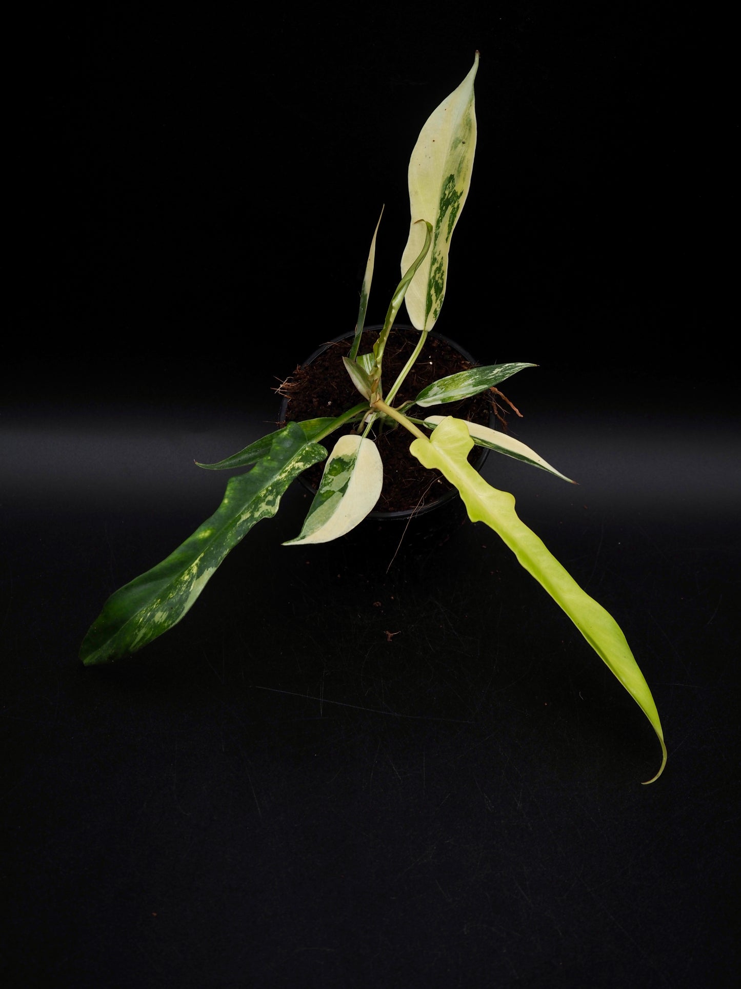 Philodendron Florida Beauty X Tortum Aurea Variegata