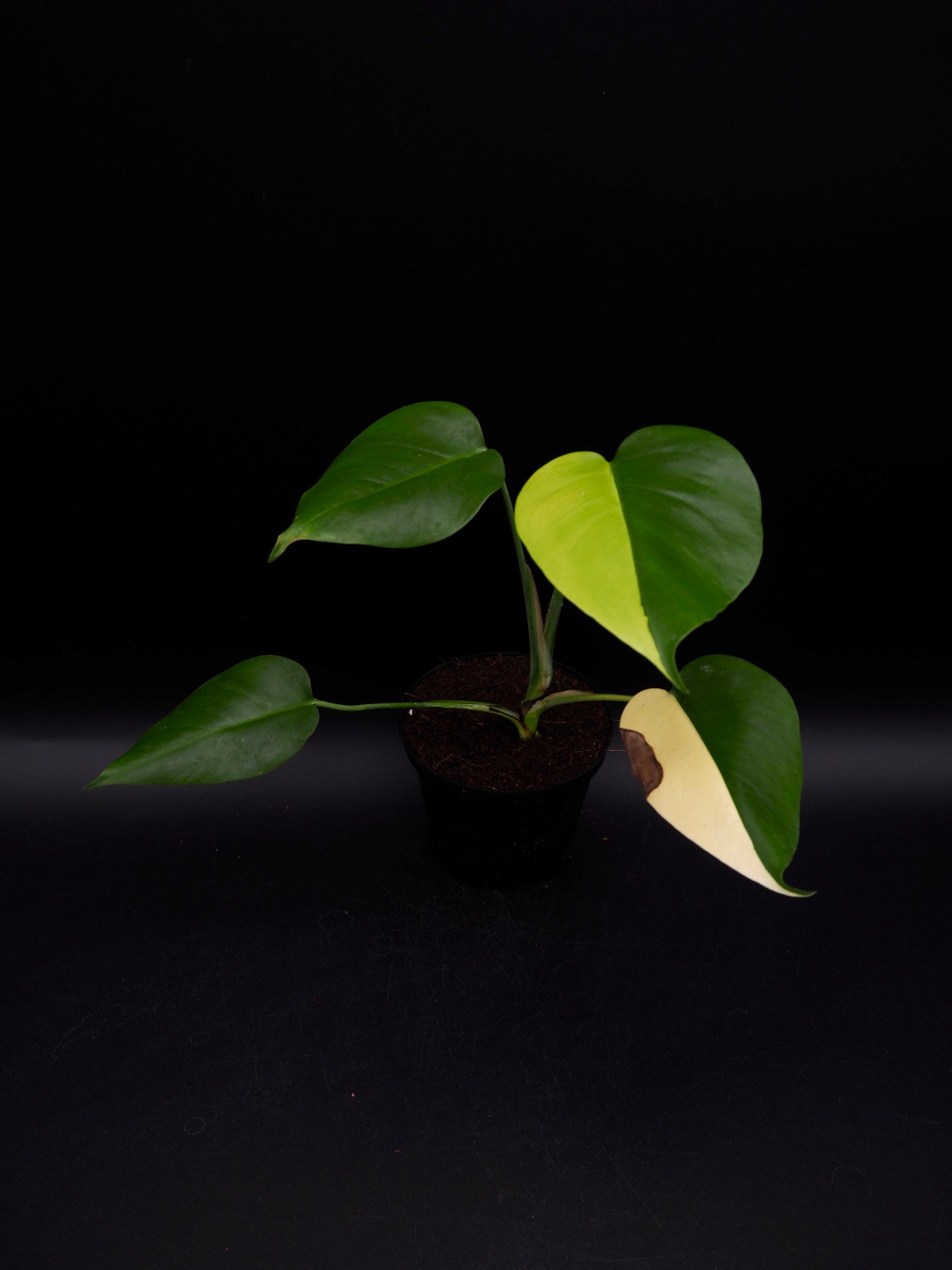 Monstera Borsigiana Aurea Variegata