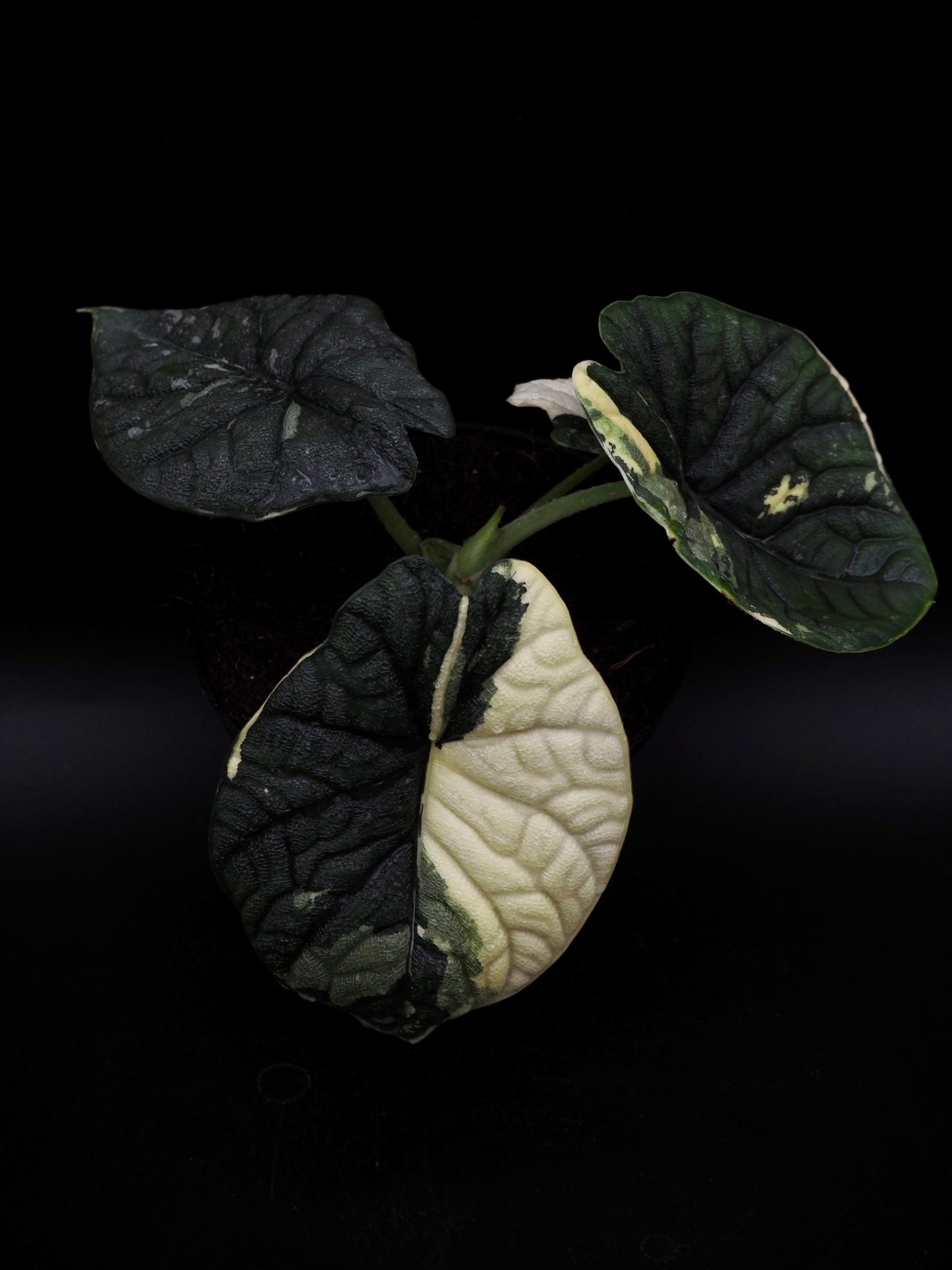Alocasia Melo Albo