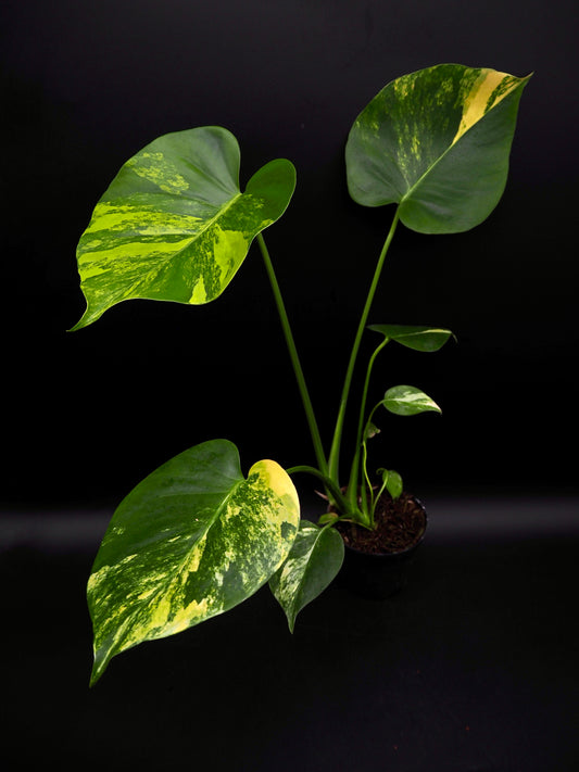 Monstera Yellow Marylin