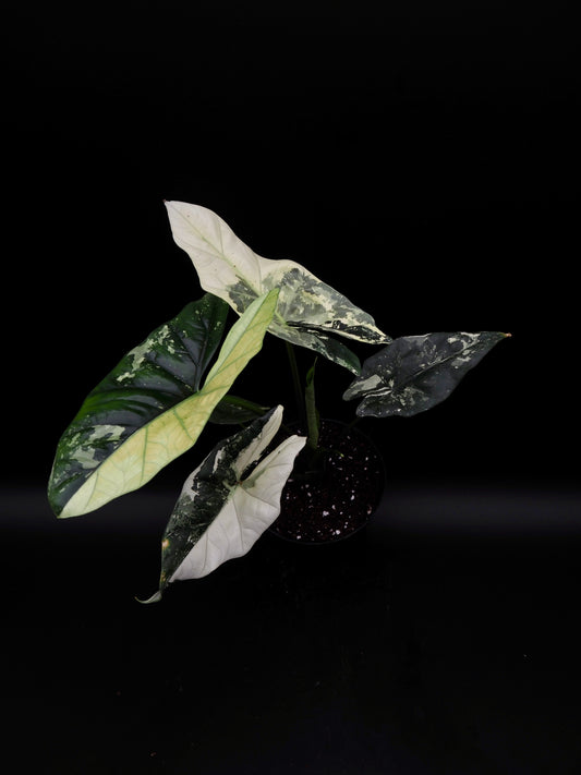 Alocasia Simpo Albo