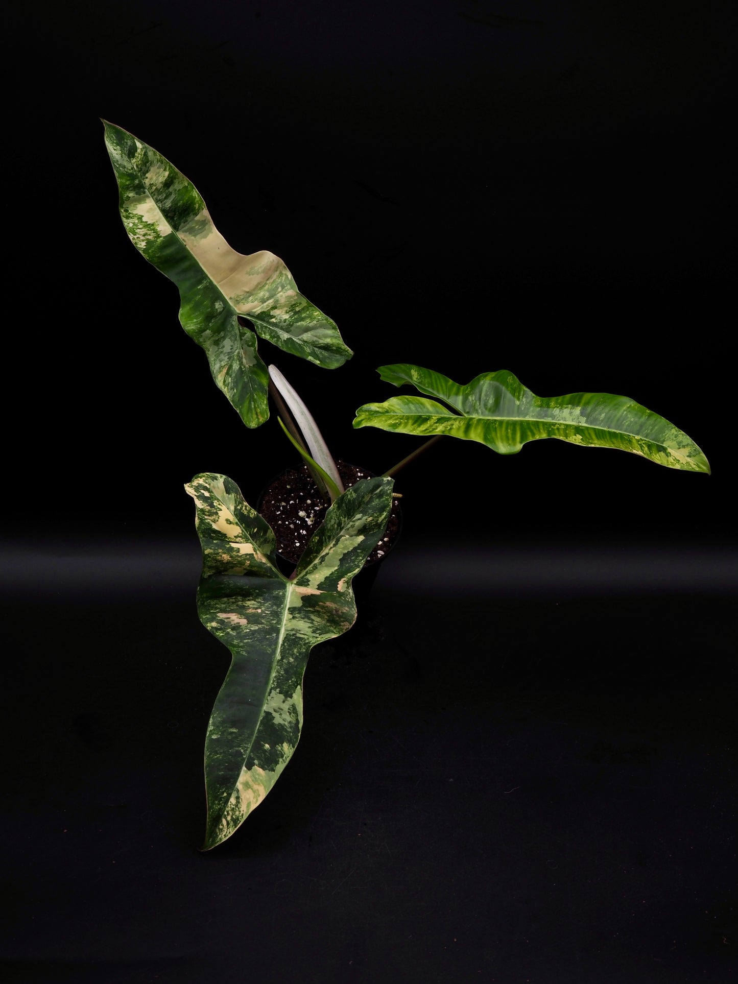 Philodendron Florida Beauty x Billitiea (Jennifer)