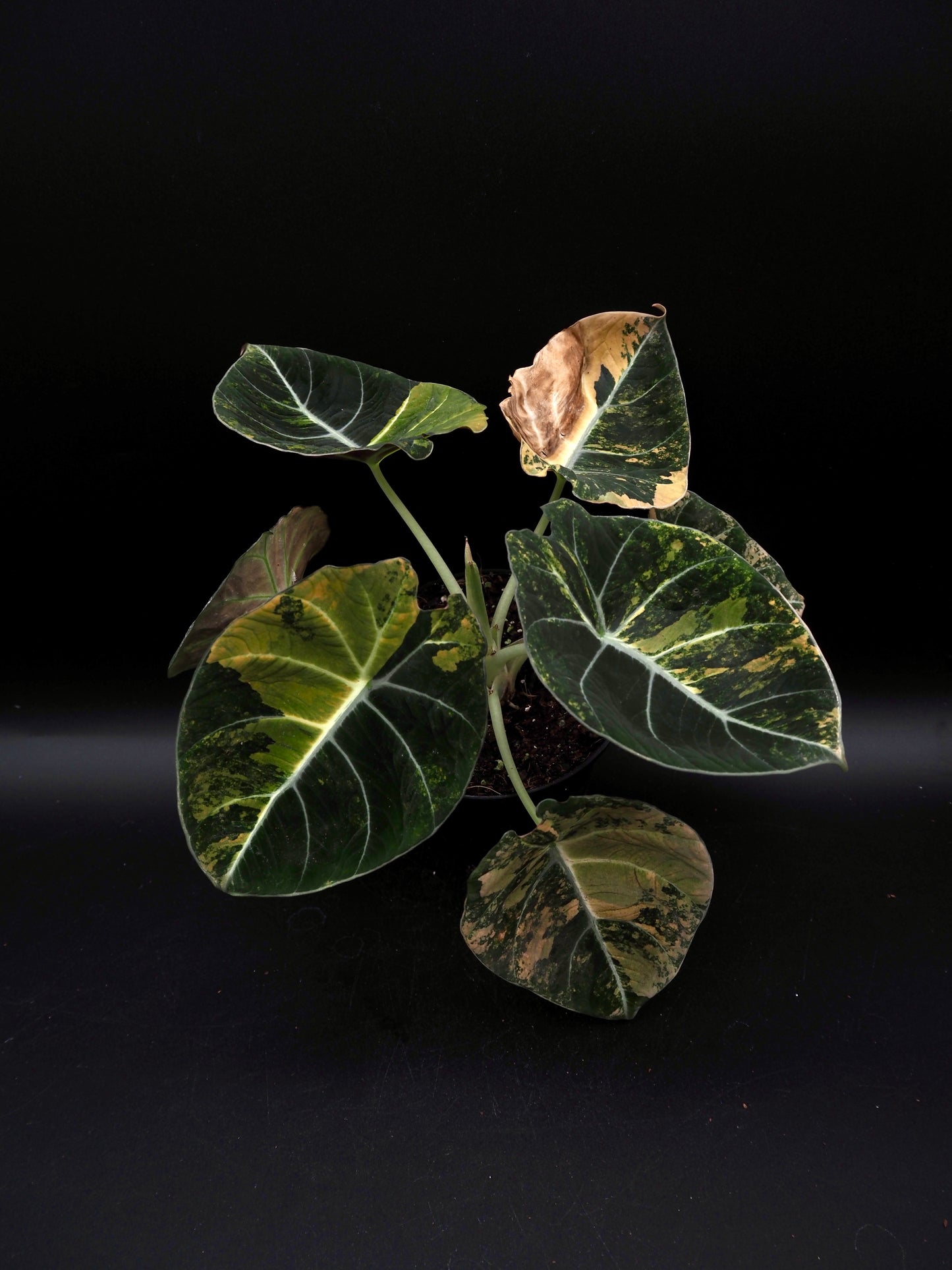 Alocasia Black Velvet Aurea